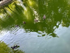 -团结湖公园