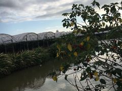 -马陆小张葡萄园农家乐