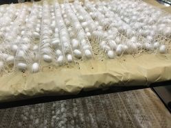 -太湖雪蚕桑文化园