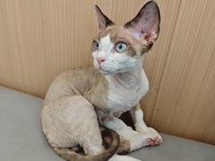 -瑞派·关忠动物医院·猫专科·犬专科(三环新城店)