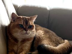 -lincat·猫舍(广州店)