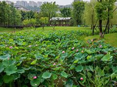 -沐仙湖湿地公园