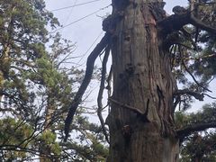 -天目山大树王景区