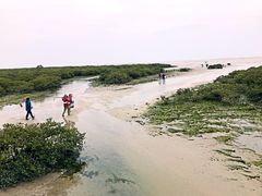 -北海金海湾红树林生态旅游区