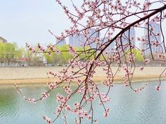 -桃花堤公园