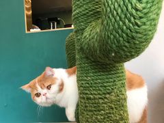 -飞行喵MR PILOT|猫舍·猫咖(静安大融城店)