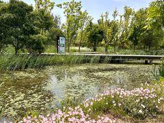 -溱湖国家湿地公园