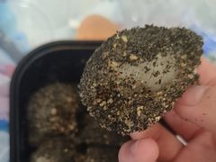 -叶氏麻糍(鼓浪屿店)