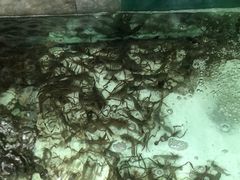 鱼缸-阿多私房菜(顺德店)