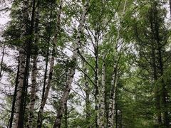 -峡谷浮石林景区