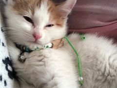 -平行世界·猫咖(首经贸店)