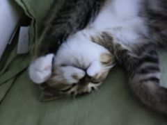 -宠爱国际动物医院· 猫科· 外科·中兽医(长白店)