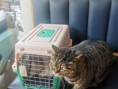 -伟伟宠物医院·瑞派猫友好医院·猫科(光谷店)
