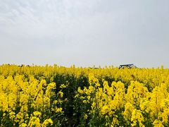 -三圣花乡旅游区