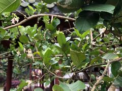 -广州神农草堂中医药博物馆
