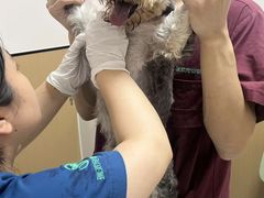 -瑞派康怡24h宠物医院·犬猫医疗中心·微创绝育(瑞景分院)