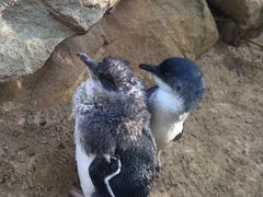 -费瑟代尔野生动物园