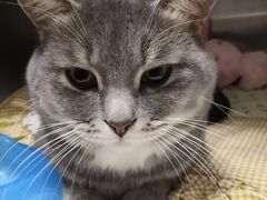 -芭比堂动物医院·犬猫全科·异宠专科(雁塔分院)
