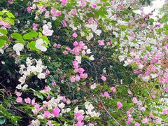 -深圳国际园林花卉博览园