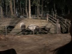 -清迈夜间动物园