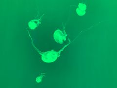 -多彩贵州城极地海洋世界