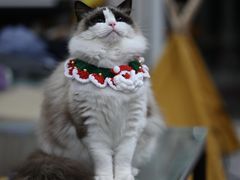 -东方名猫馆·英短金渐层布偶猫舍(环线广场1号楼店)