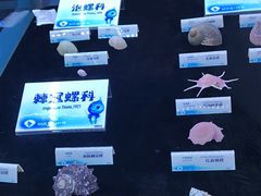 -贝壳梦幻世界