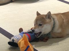 -逗柴咖啡屋·狗咖猫咖宠物桌游