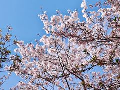 -顾村公园