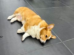 -Stud CrossFit(泰丰大厦店)