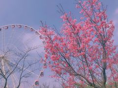 -顾村公园