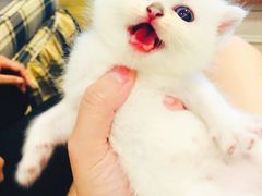 -重庆市奥林匹克体育中心-游泳跳水馆