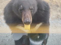 -黑瞎子岛探秘野熊园