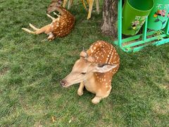 -北京鹿世界主题园