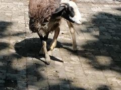 -长白岛森林公园