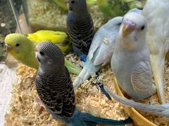 -青石桥花鸟鱼虫市场(叠翠城店)