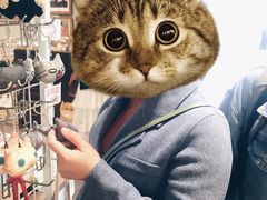 -猫咪博物馆(顶澳仔猫街店)