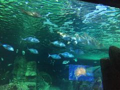 -悉尼海洋生物水族馆