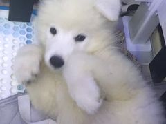 -翊宠yipet猫狗购宠庄园犬舍•猫舍