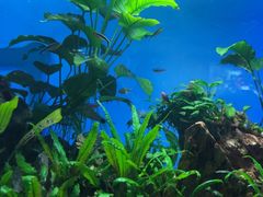 -太平洋海底世界