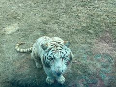 -北京野生动物园