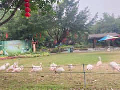 -广州长隆飞鸟乐园