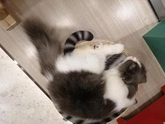 -飞行喵MR PILOT|猫舍·猫咖(静安大融城店)