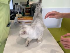 -艾吉宠物医院·疑难杂症转诊中心·猫友好(碧江路院)