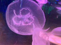 -沙沙哗啦海洋馆(华宇百花谷店)