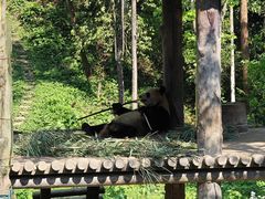 -中国大熊猫保护研究中心雅安碧峰峡基地