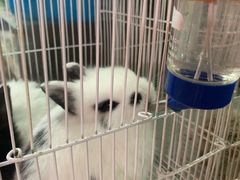 -曲阳花鸟市场(曲阳路店)