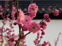 -郑州中国绿化博览园