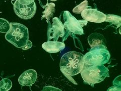 -大连老虎滩海洋公园