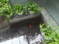 -旺顺阁鱼头泡饼(小红门店)